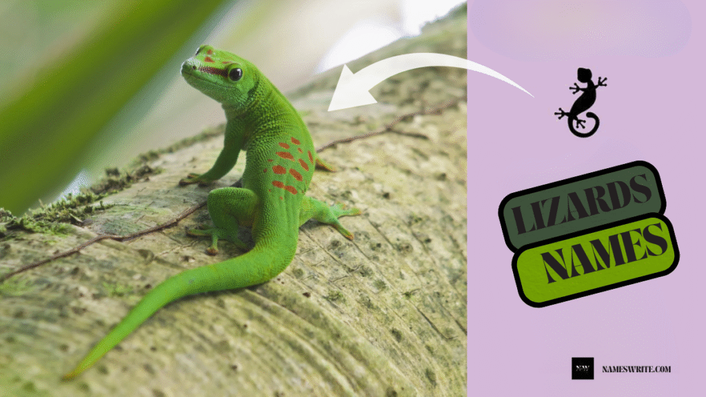 1300+ Top Unique Lizards Names Ideas for Your Perfect Reptile Pet 2025
