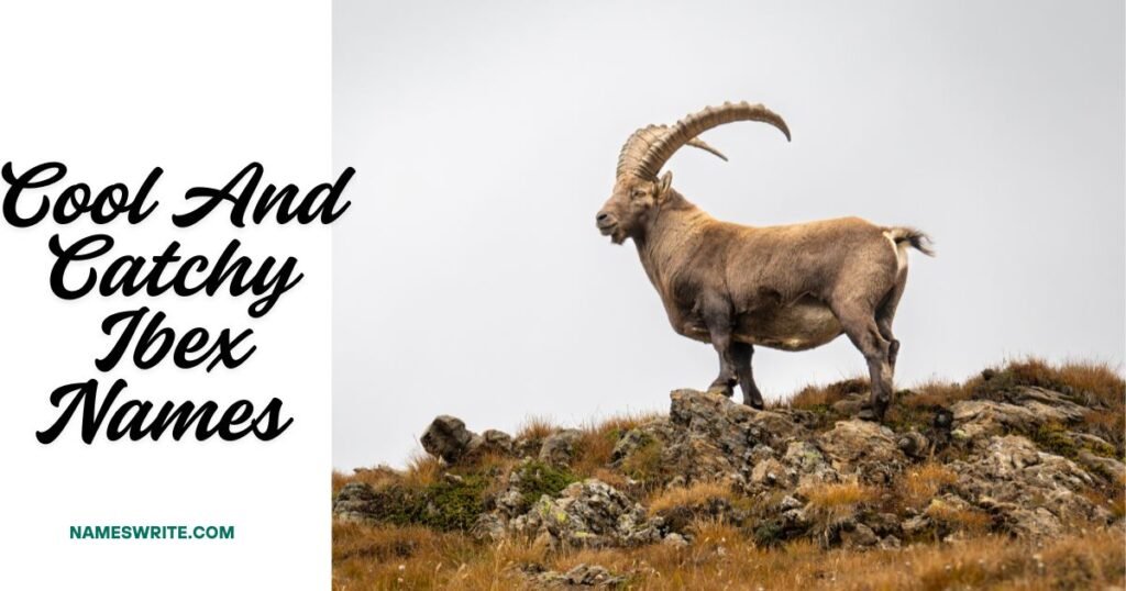 Cool And Catchy Ibex Names