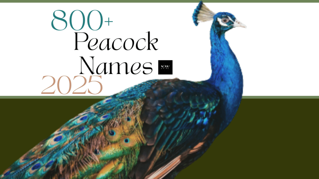 1000+ Stunning Peacock Names to Inspire Your Perfect Choice 2025
