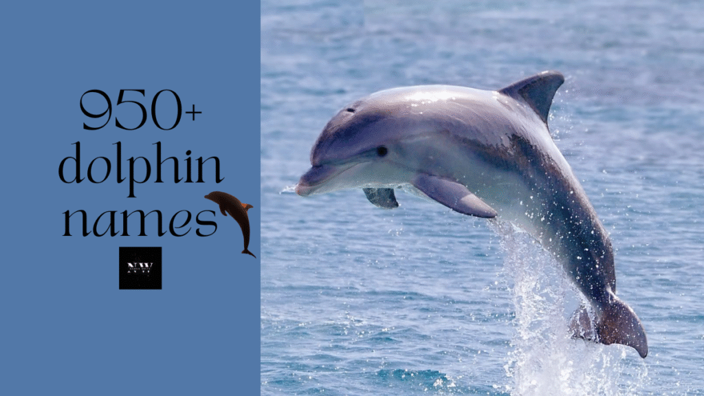 950+ Creative Dolphin Names for Pets, Aquariums & More 2025