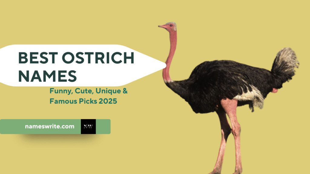 900+ Best Ostrich Names: Funny, Cute, Unique & Famous Picks 2025