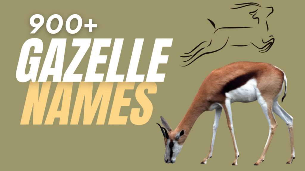 900+ Best Gazelle Names for Pets, Stories & More