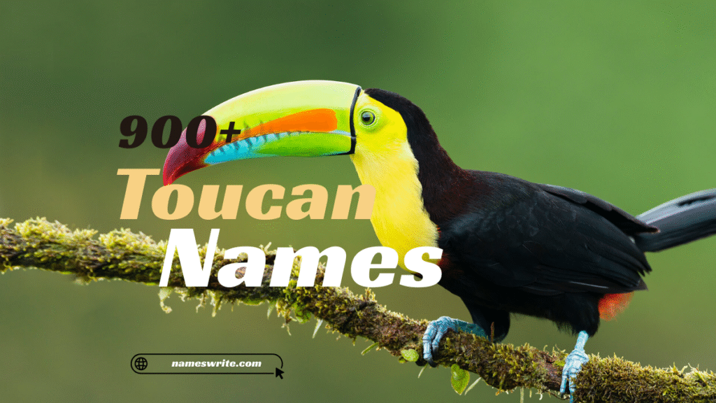 Top 900+ Creative and Unique Toucan Names to Inspire You