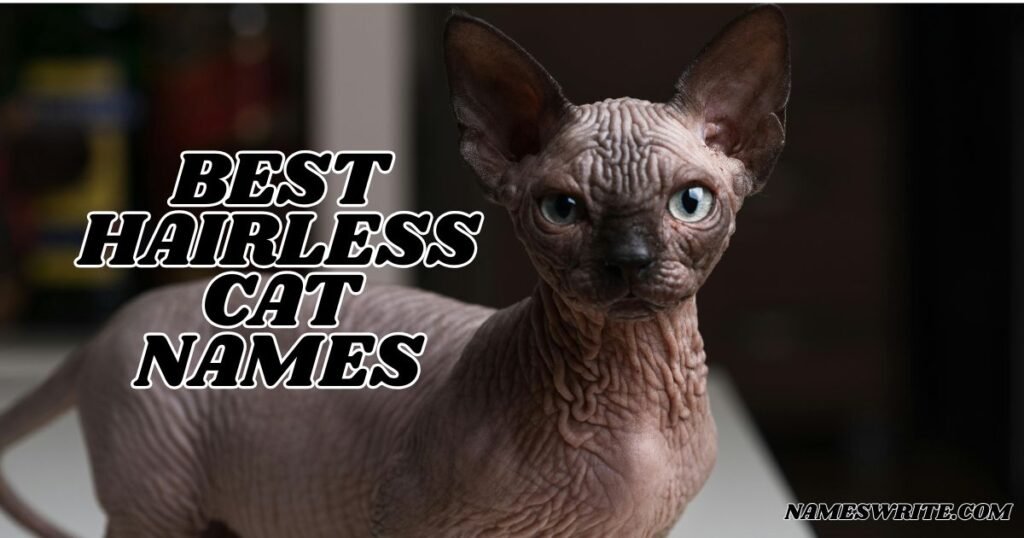 Best Hairless Cat Names (Cool And Catchy Ideas)