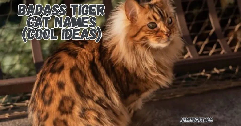 Badass Tiger Cat Names (Cool Ideas)