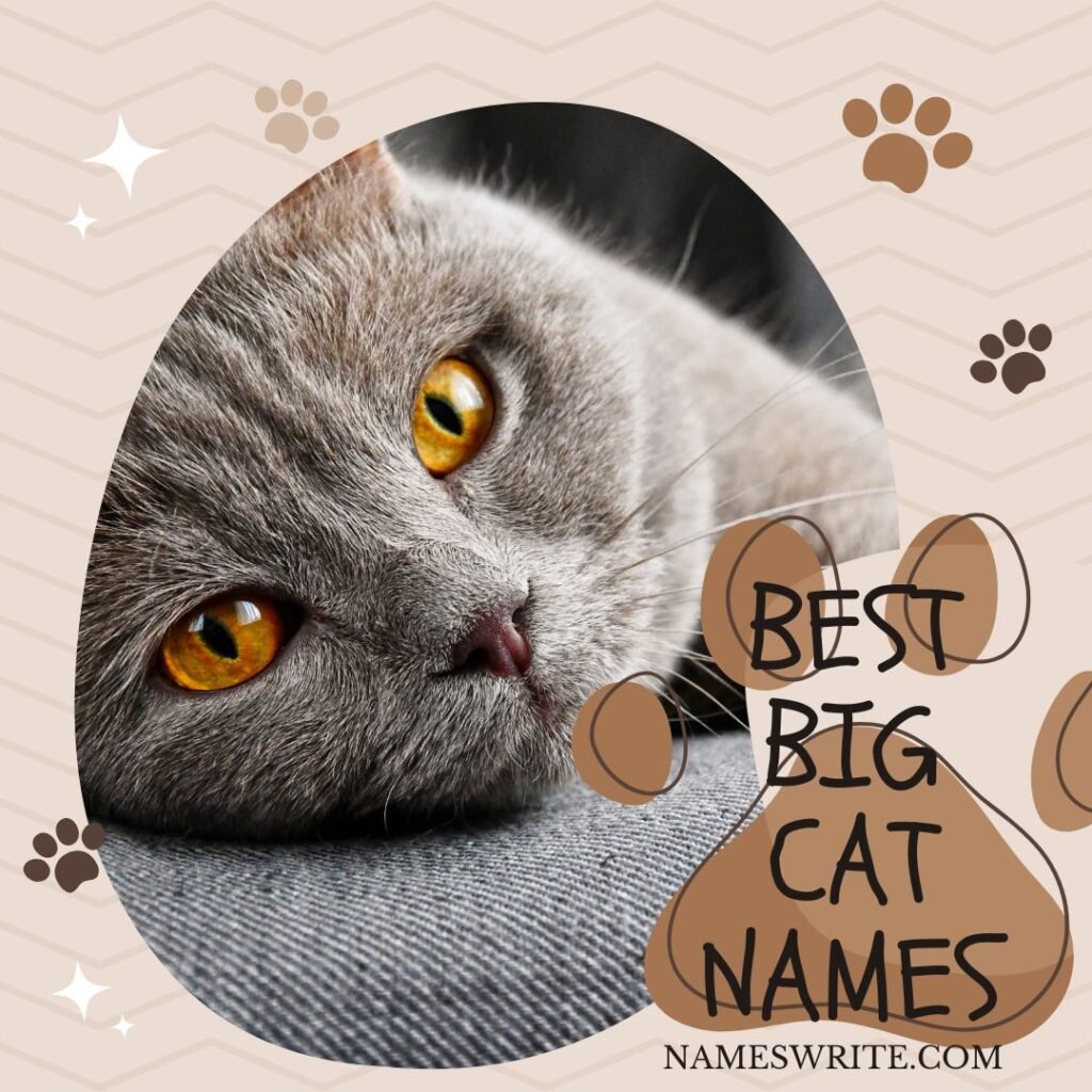 Best Big Cat Names For Your Kitten