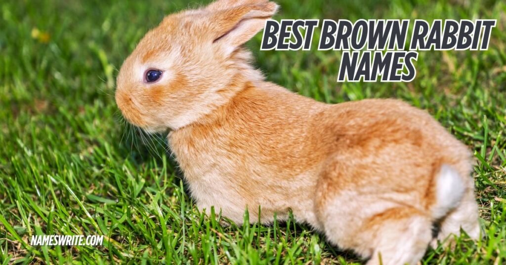 Best Brown Rabbit Names For Your Cute Brown Bunny