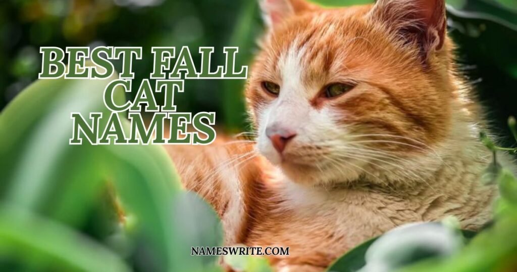 Best Fall Cat Names (Cool And Catchy Ideas)