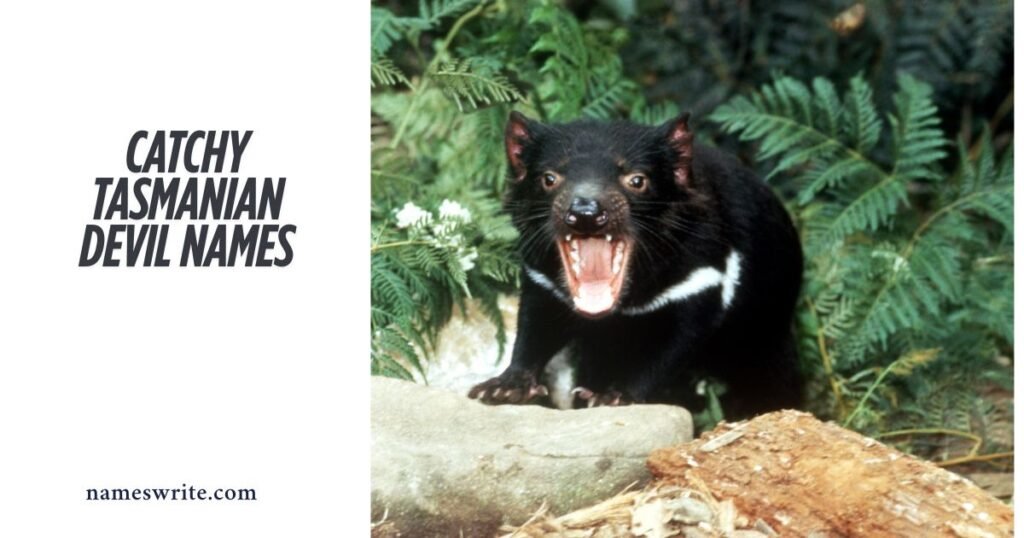 Catchy Tasmanian Devil Names