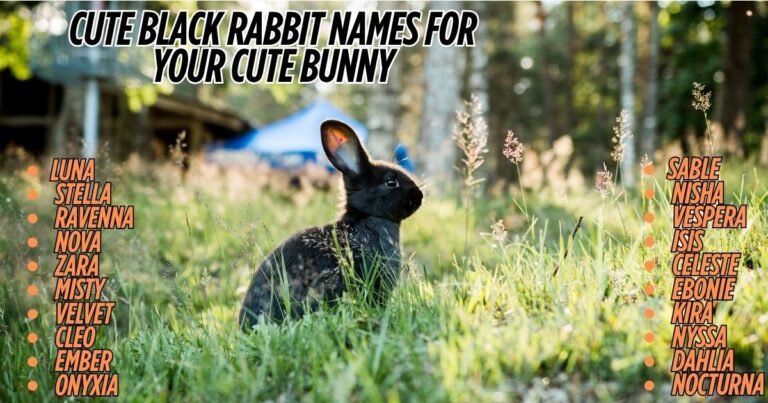1200+ Best Black Rabbit Names For Your Cute Bunny [ 2026]