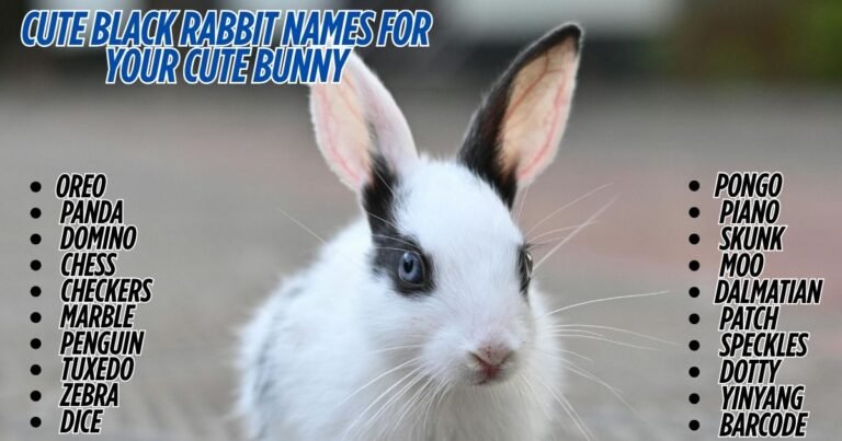1200+ Best Black Rabbit Names For Your Cute Bunny [ 2026]
