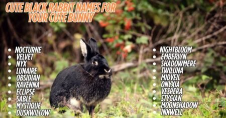 1200+ Best Black Rabbit Names For Your Cute Bunny [ 2026]