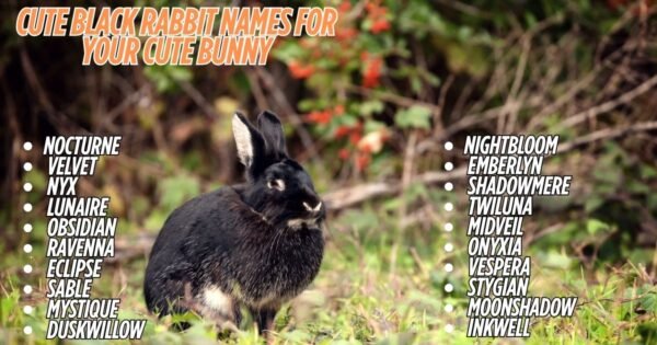 1200+ Best Black Rabbit Names For Your Cute Bunny [ 2026]