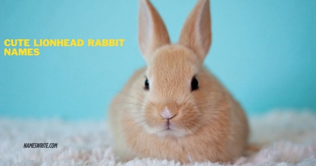 Cute Lionhead Rabbit Names For Your Hopping Bunny