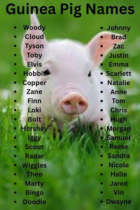 500+ Cute Guinea Pig Names