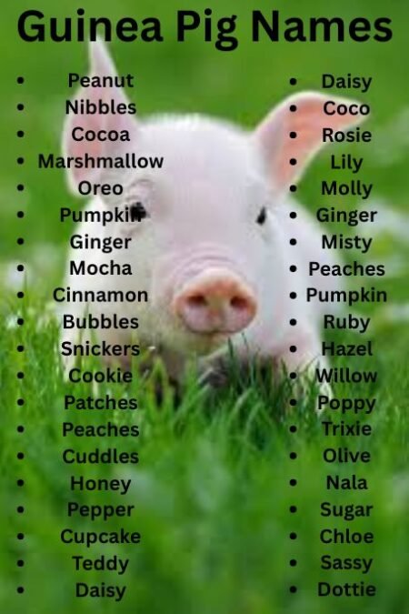 500 Cute Guinea Pig Names 2025