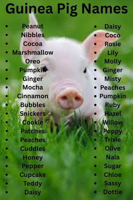 500+ Cute Guinea Pig Names