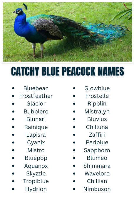 Catchy Blue Peacock Names
