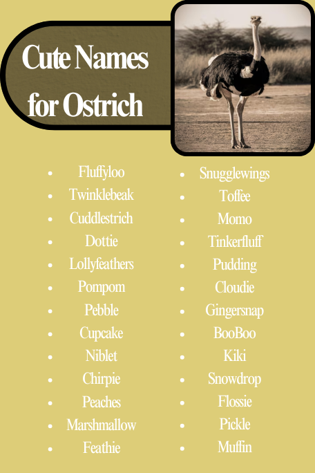Cute Names for Ostrich