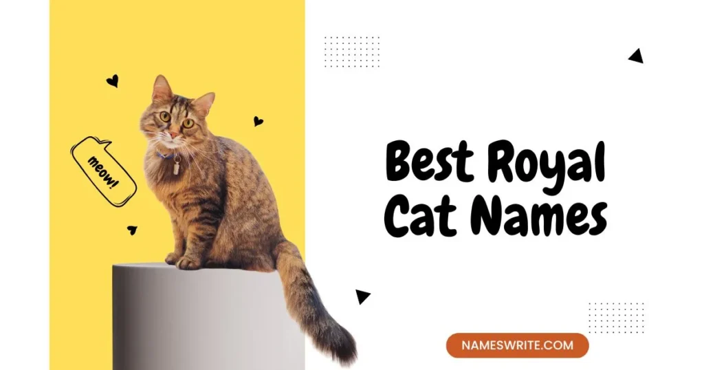 Best Royal Cat Names (Catch Ideas)