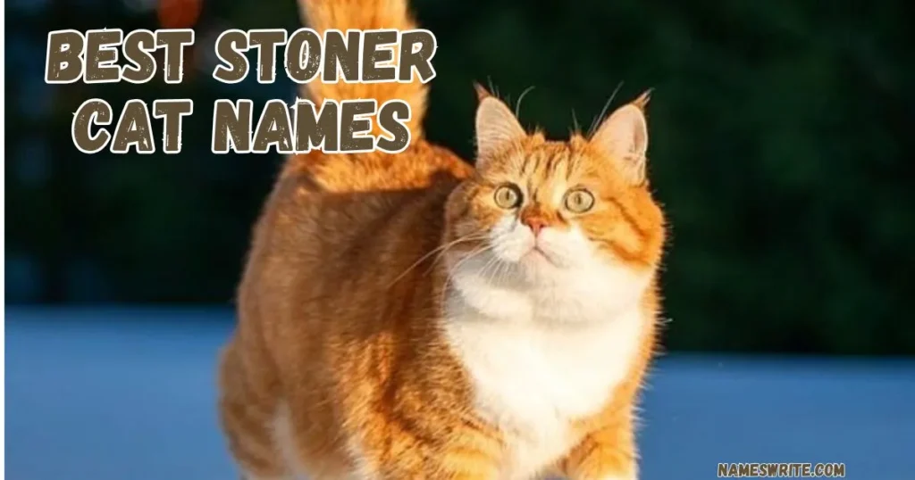 Best Stoner Cat Names For Your Cute Kitten
