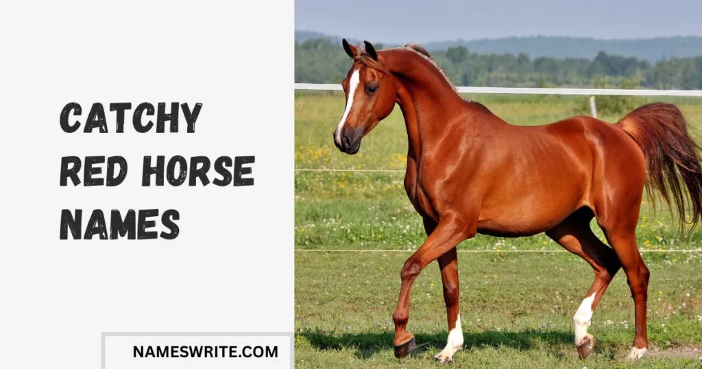 Catchy Red Horse Names