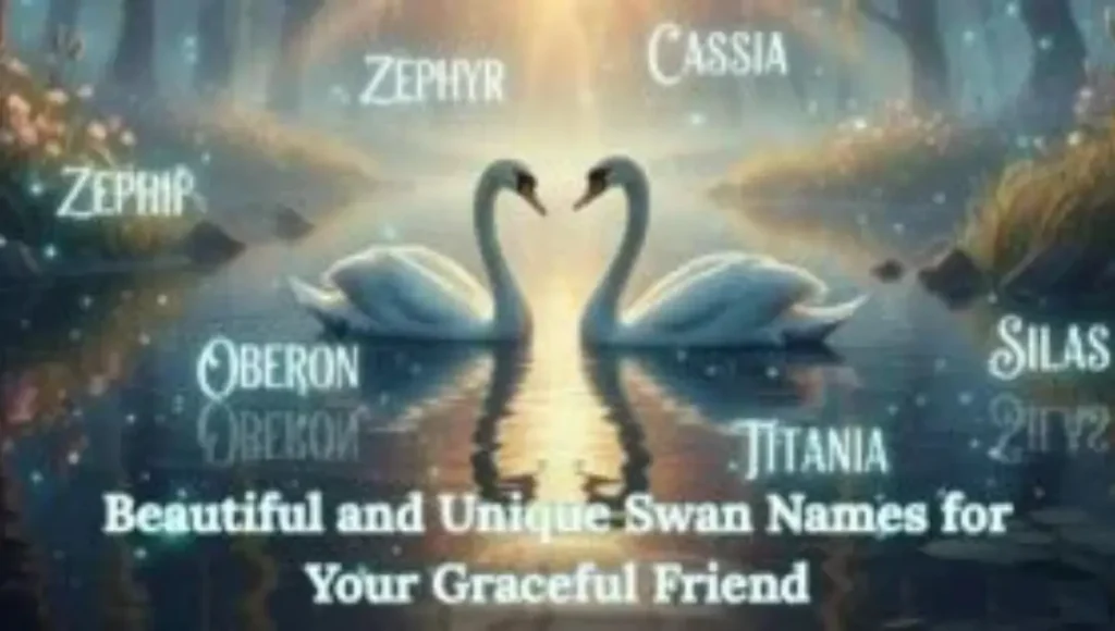 600+ Beautiful and Unique Swan Names for Your Graceful Friend 600+ Beautiful and Unique Swan Names for Your Graceful Friend