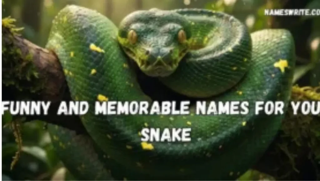 1000+ Funny and Memorable Names for Your Snake
