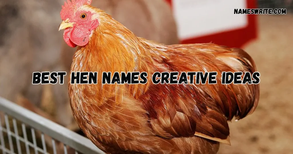 Best Hen Names Creative Ideas
