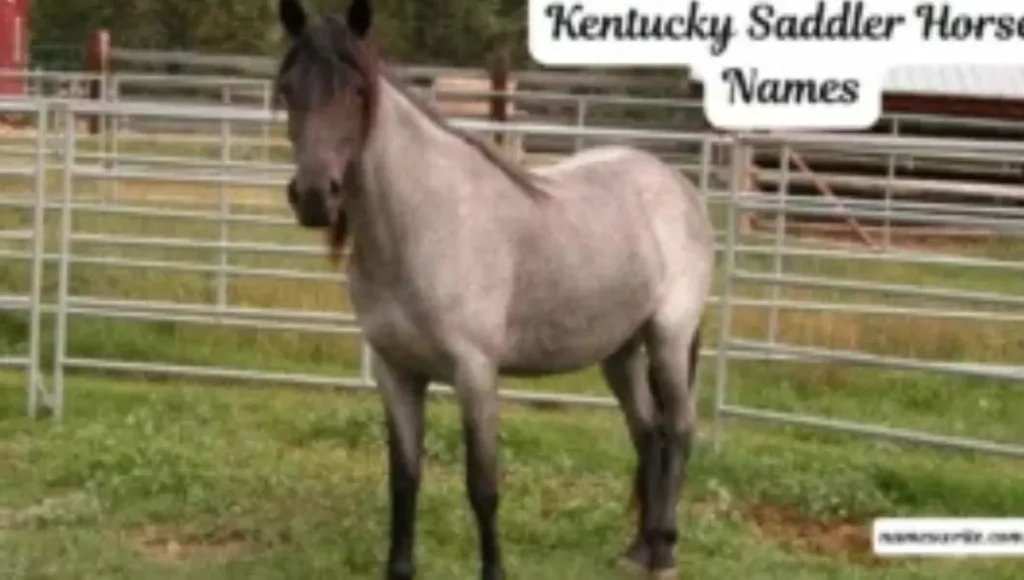 700+ Unique Kentucky Saddler Horse Names for Show and Pleasure Horses 700+ Unique Kentucky Saddler Horse Names