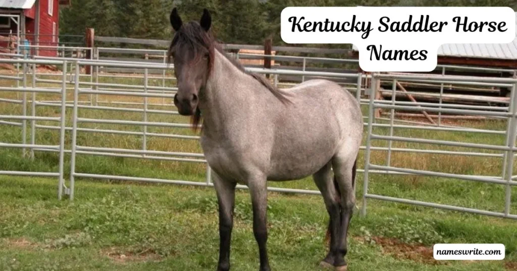 Unique Kentucky Saddler Horse Names for Show and Pleasure Horses